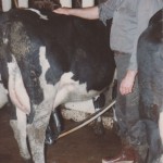 Milking in Salkum, Jan, 1977