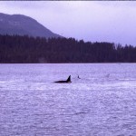 Killer Whales in front of Sitka House
