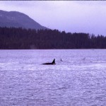 Killer Whales in front of Sitka House